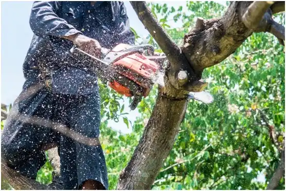 tree services Port Gamble Tribal Community